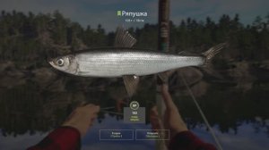 РР4 Куори. Ряпушка.