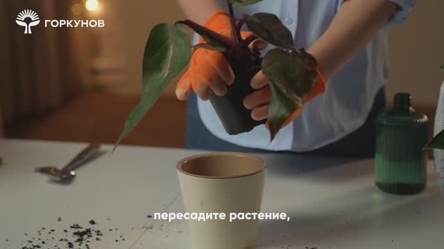 Спасение филодендрона - инструкция смотреть онлайн