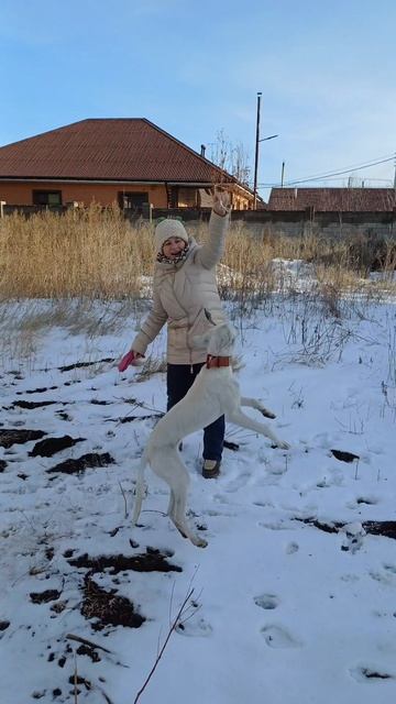 Шера!!! смотреть онлайн