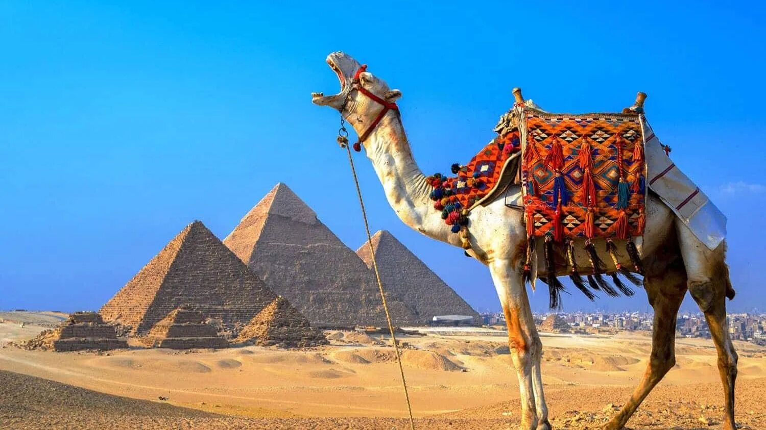 ЕГИПЕТ НОЯБРЬ 2025, ШАРМ-ЭЛЬ-ШЕЙХ, ПИК АЛЬБАТРОС ПАЛАС РЕЗОРТ 5*