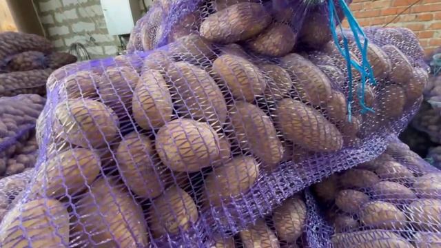 Картофель оптом Левенцовка. Ростов-на-Дону | Платина