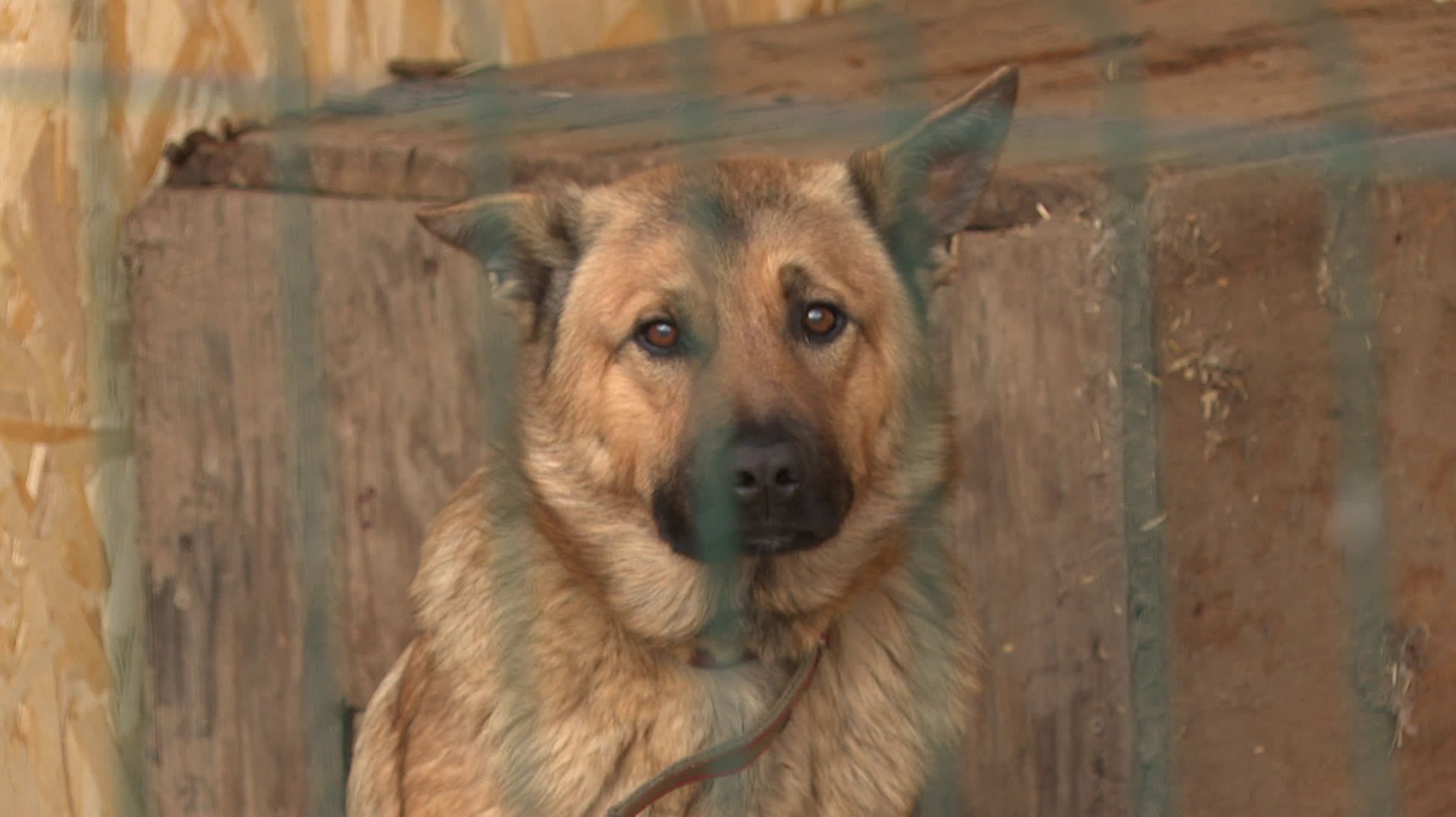 Чипирование домашних животных,стерилизация и прививки. "ГОРИЗОНТ СОБЫТИЙ" от 21.11.2025