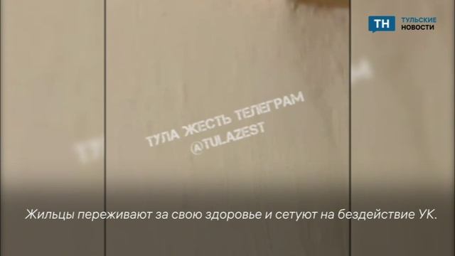 Туляки снова пожаловались на тараканов в подъезде дома смотреть онлайн