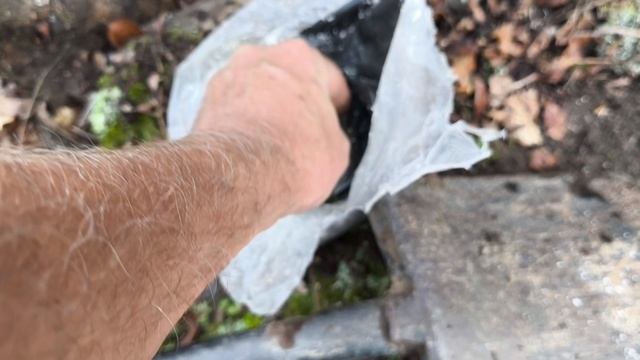 Продолжаю посадки лесосада!