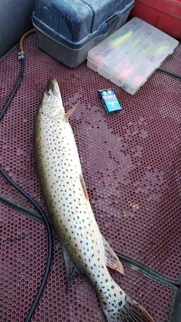 Тяга к речке. Река зея. Амурка смотреть онлайн