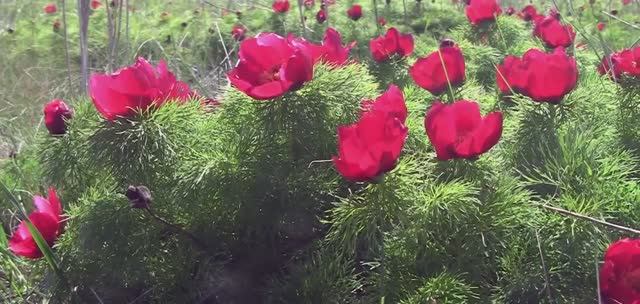 ПРИРОДА РЕЛАКС смотреть онлайн