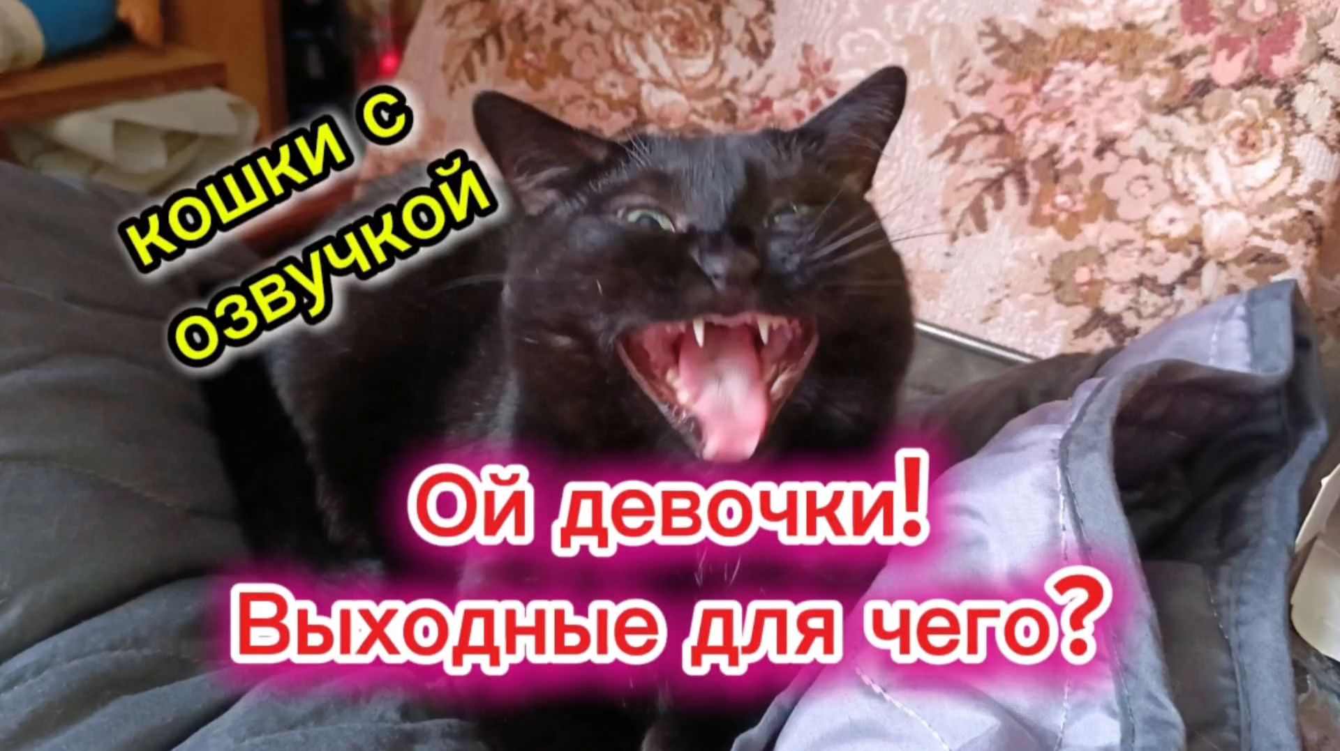 Кошки с озвучкой. смотреть онлайн