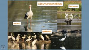 Аисты, цапли серые и белые, бакланы. Серая цапля завидует белой, и та оставляет рыбину.