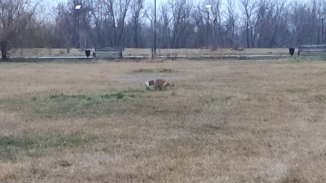 Лиса охотится за мышами смотреть онлайн