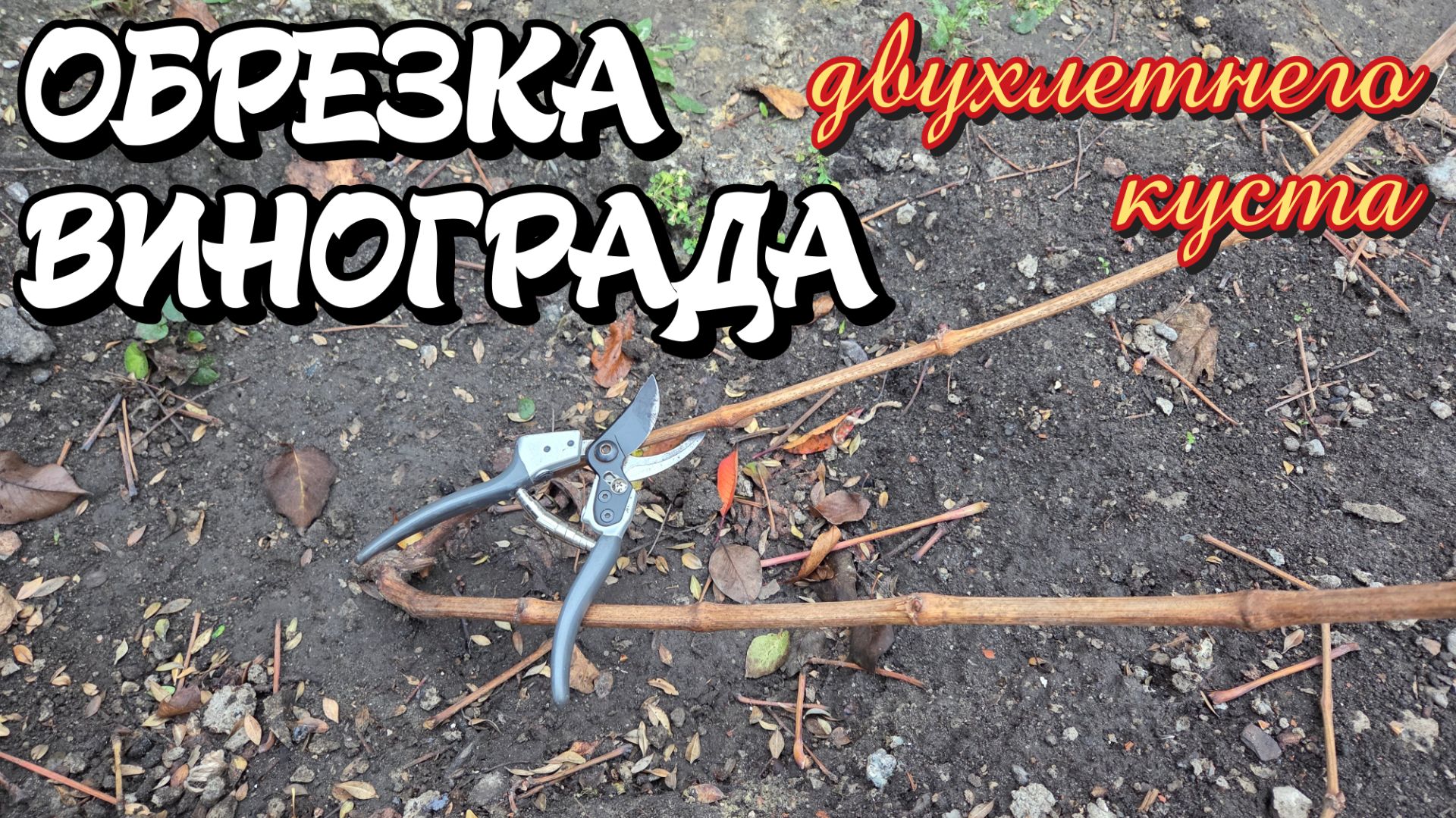 ОБРЕЗКА двухлетнего куста ВИНОГРАДА. смотреть онлайн
