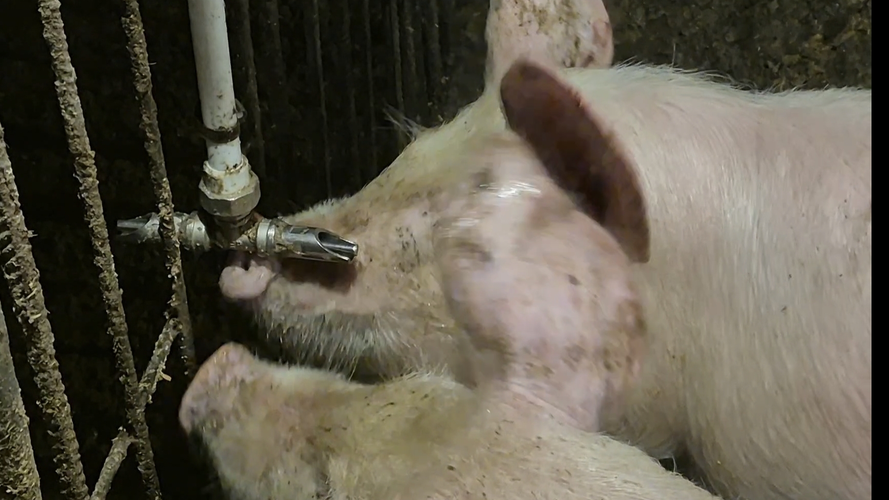 Жизнь в долекой Деревне,Новшество для Свиней,Что забрала с Валдберис смотреть онлайн