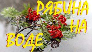 Рябина на воде