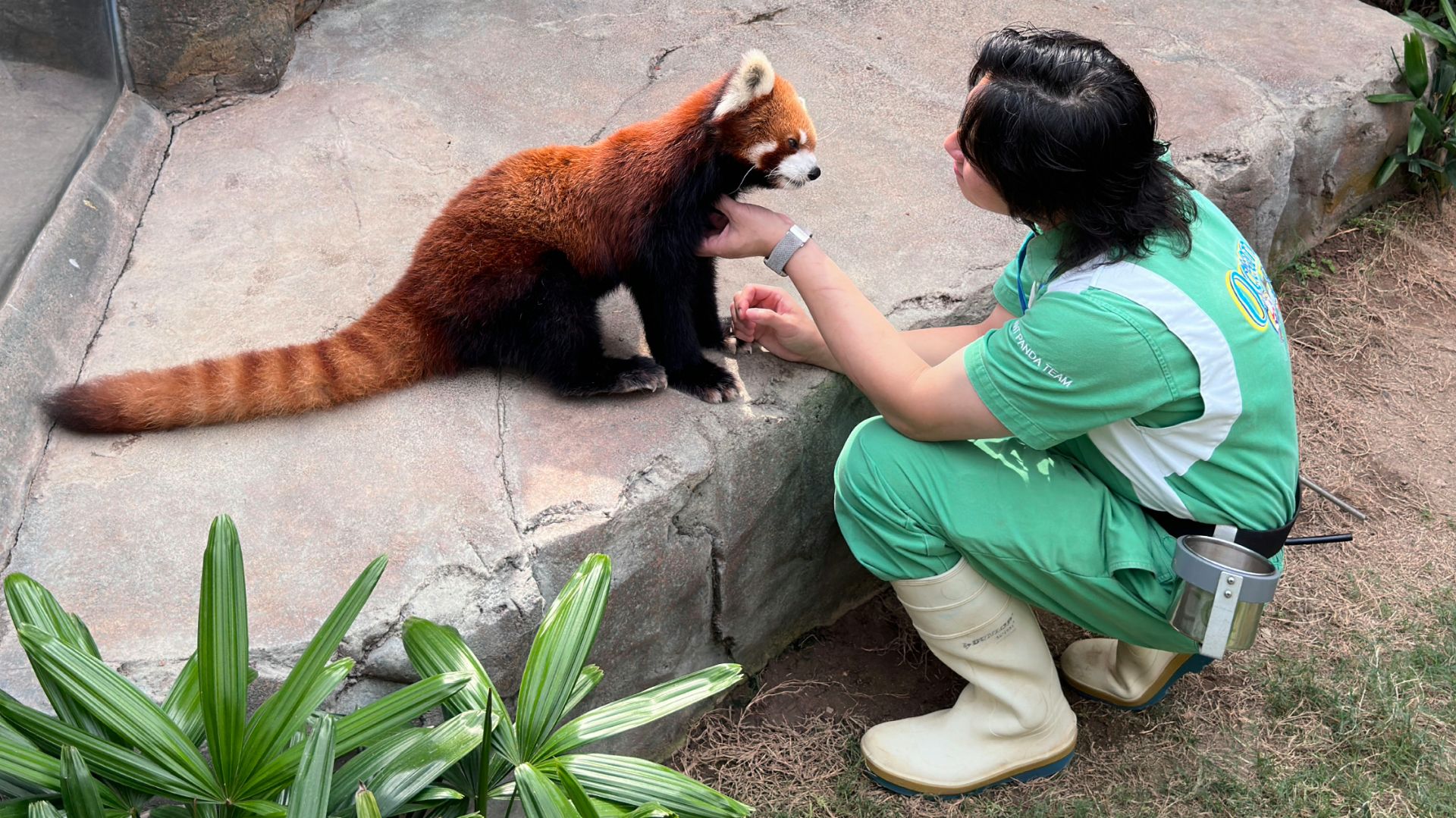 Красная панда Cong Cong в Ocean Park HongKong
