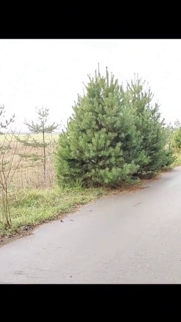 #ToyotaCamry70#Camry70#Toyota#Camry#AntonAboutAuto #тойота #камри смотреть онлайн