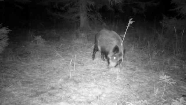 Кабанчики фото ловушка смотреть онлайн