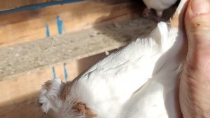 сельские голуби.21.11.2025 года. Город Краснодар, обзор мрамора -шеек.