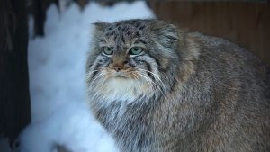 Очаровательные глазки, пушистые шубки, лапки и хвостики от подросших котят манулов.