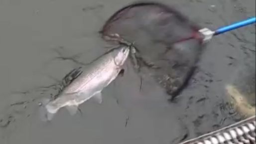 Поимки форели до запуска и после. Спорт-зона. Клёвое место Лосиный остров. смотреть онлайн