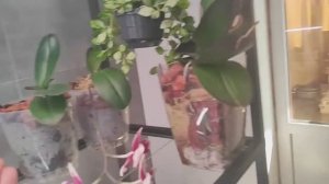 #137 ОрхоVLOG грабли- грабли- и снова грабли. Новый домик для детки. Первый полив после пересадки