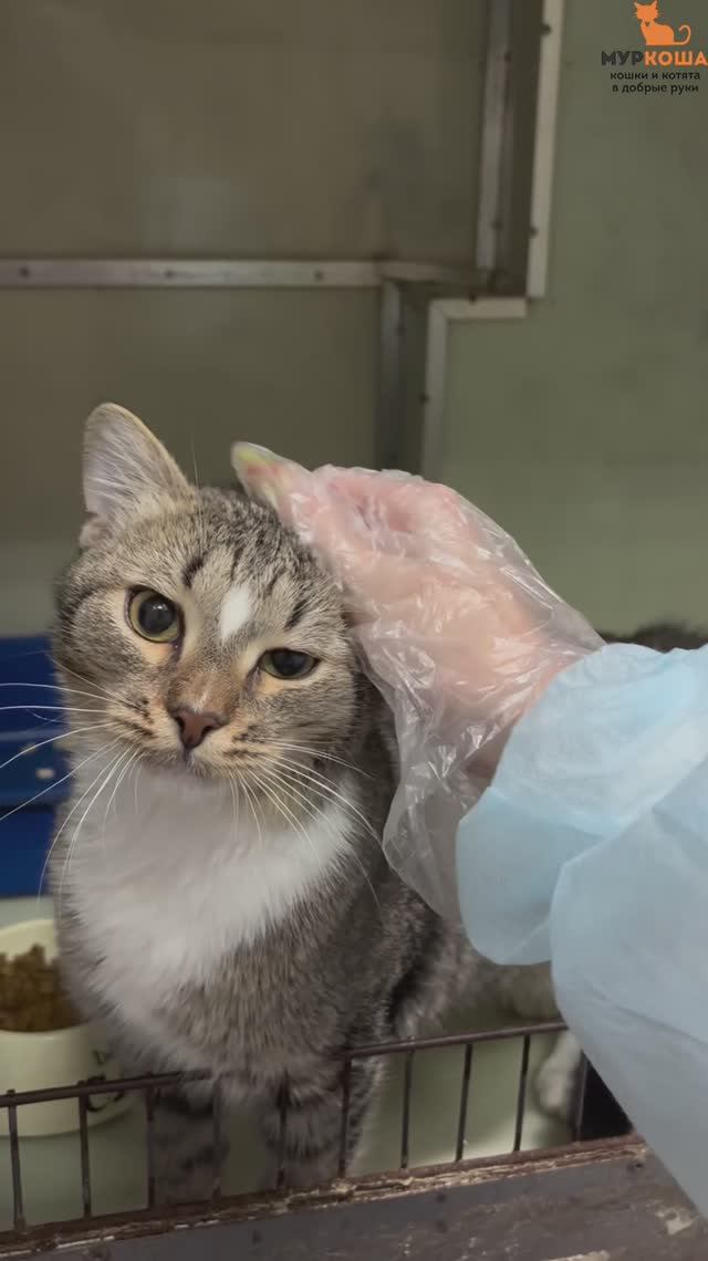 Сарго (уже дома) смотреть онлайн