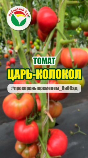 Томат Царь-колокол