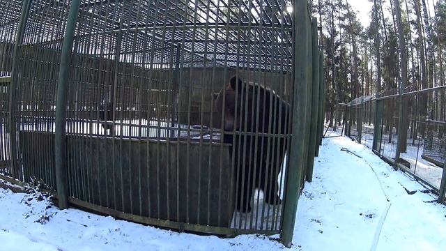 086_Волк дал мне лапу в конце видео. Беловежская пуща. смотреть онлайн