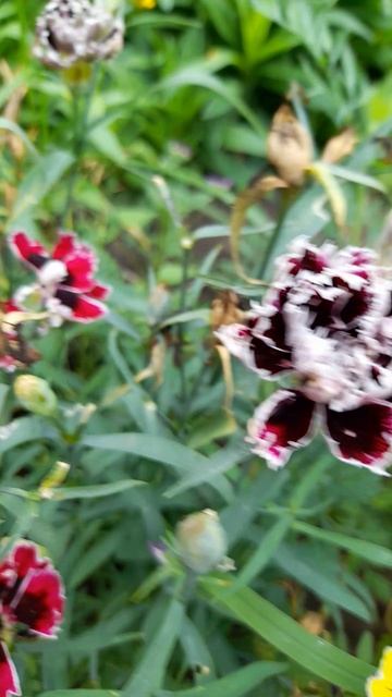 Гвоздика Геддевига. смотреть онлайн