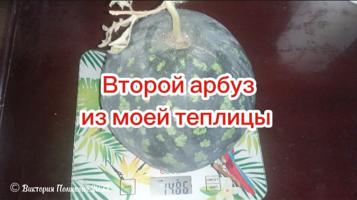 Мой второй арбуз 2025, выращенный в теплице, дождался гостей смотреть онлайн