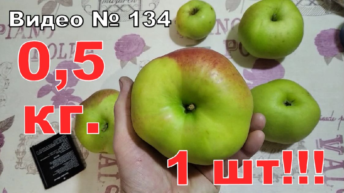 Очень БОЛЬШИЕ яблоки, ПОЛ КИЛОГРАММА!!! смотреть онлайн