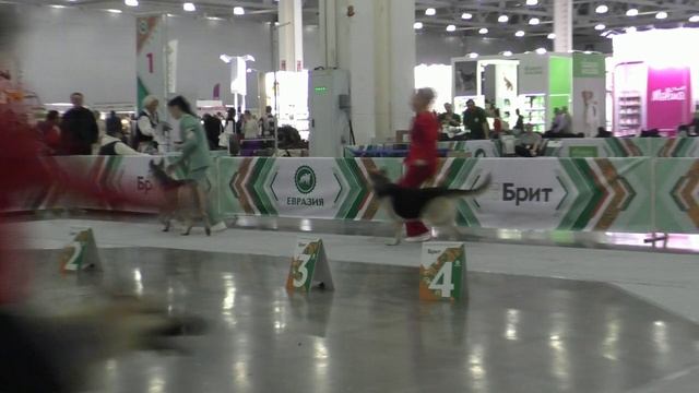 Сравнение класса чемпионов смотреть онлайн
