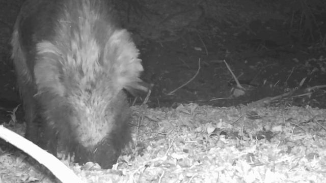 Фото ловушка смотреть онлайн