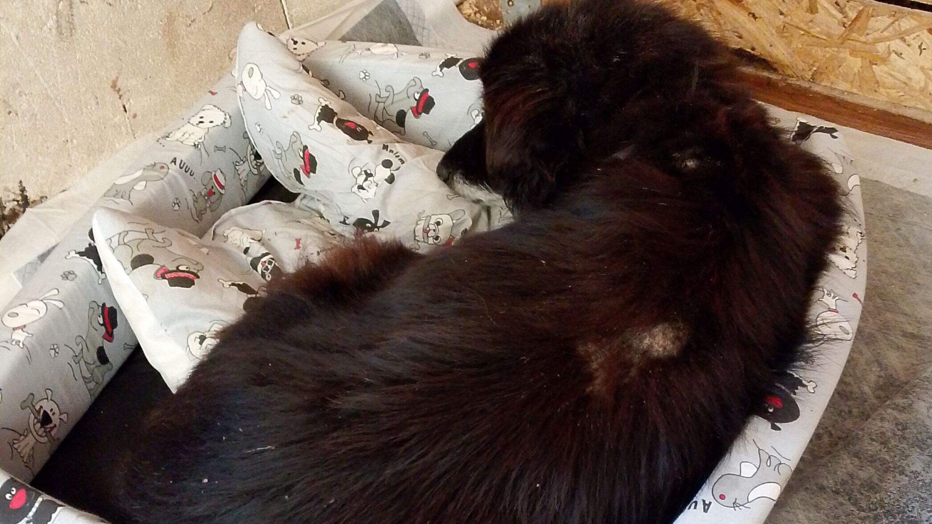 Фасолька.Приют Бим Омская обл,Азово..Сейчас в приюте 145 собак,в основном старые, слепые, инвалиды.