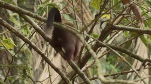 Джунгли Амазонки : Потрясающая дикая природа джунглей