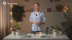 Спасение алоказии - инструкция