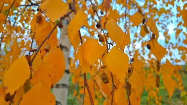 Муж хотел сделать жене подарок, вернувшись домой под Новый Год, но тихо зайдя ночью с цветами....