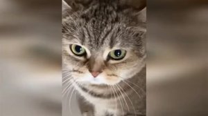 Смехотворные кошачьи 🐈 капризы