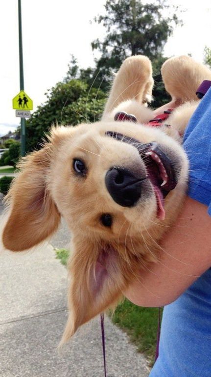 Великолепные псы. смотреть онлайн