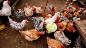 Мужа домой не пущу... Они не голодают..