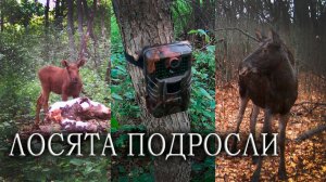 Как выросли лосята за лето / Фотоловушка в лесу