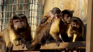 У капуцинчика от спальни до столовой меньше метра! Каждый в стае старается что-то у нас украсть!