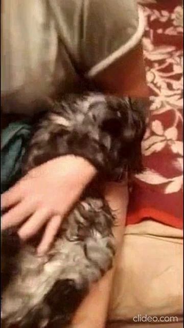 Если КОТИК любит мыло и зубной порошок, этот котик ОЧЕНЬ МИЛЫЙ, поступает ХОРОШО!