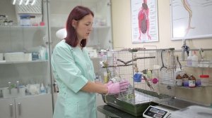 Как правильно ловить и фиксировать попугая