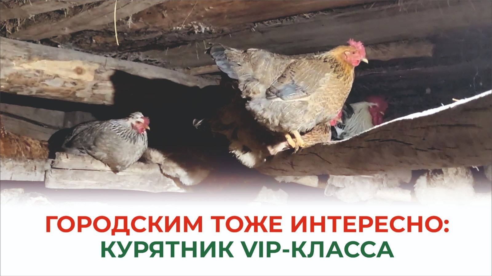 Тепло, сытно, комфортно! Так живут куры у заботливого хозяина смотреть онлайн