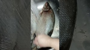 кошачье лакомство в автоклаве