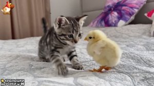 Утята и Цыплята - Кошки и котята, Собаки и щенята (310) Хвостики да Усики ❣️