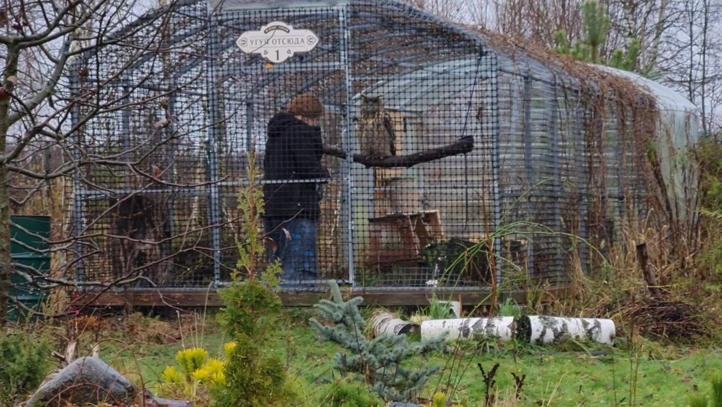 Причуды ноября, неунывающие зверюшки и мокрая сойка смотреть онлайн