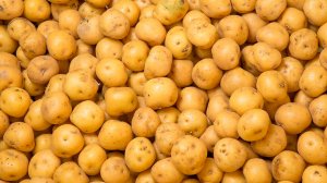 Мелкую картошку запретили продавать в магазинах Беларуси