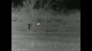 Удачный вечер охоты на шакала в Волгоградских степях. Прицел Sytong XM06-50LRF