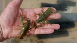 пробую выращивать речных раков дома