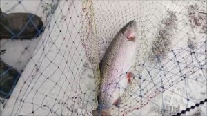 Ловим форель на Верхнем. Клёвое место Лосиный остров.